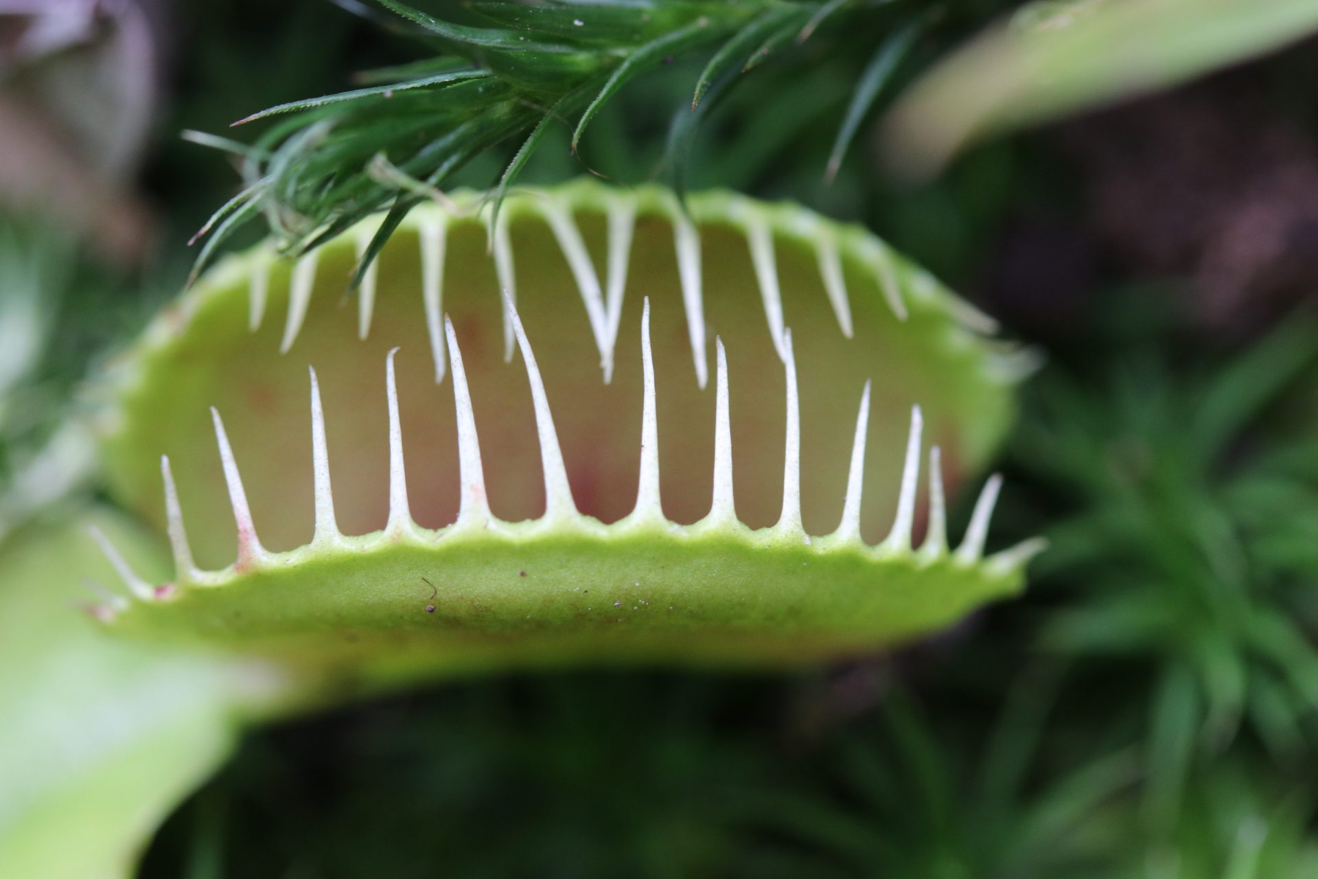 planten eten ook