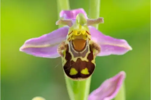 hortus podcast over planten en flirten