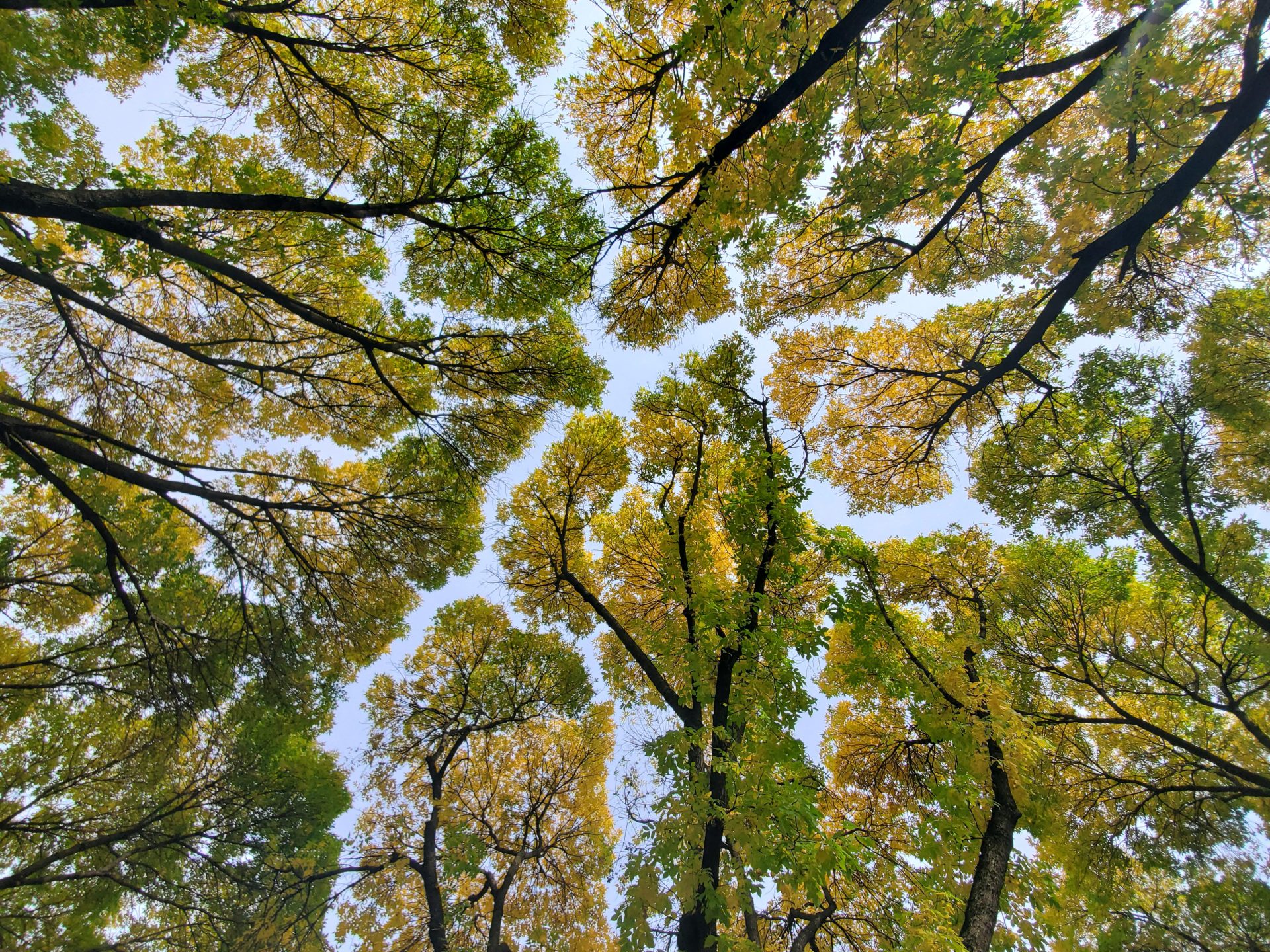 podcast planten communiceren