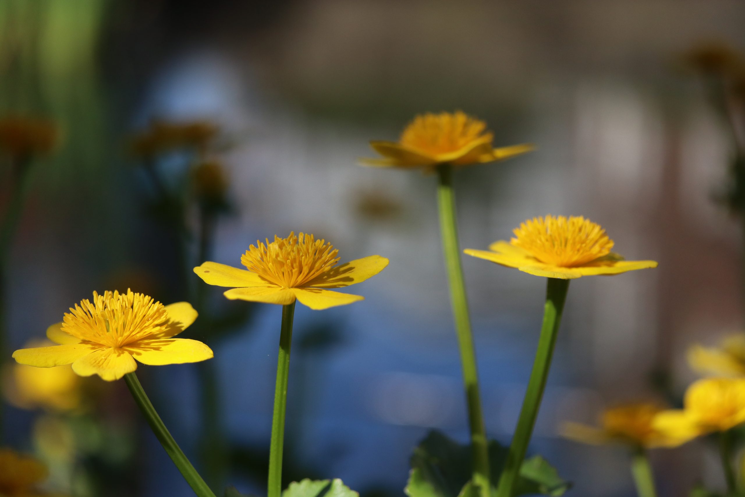 te zien zijn de gele bloemen van de Caltha palustris ofwel de gewonedotterbloem
