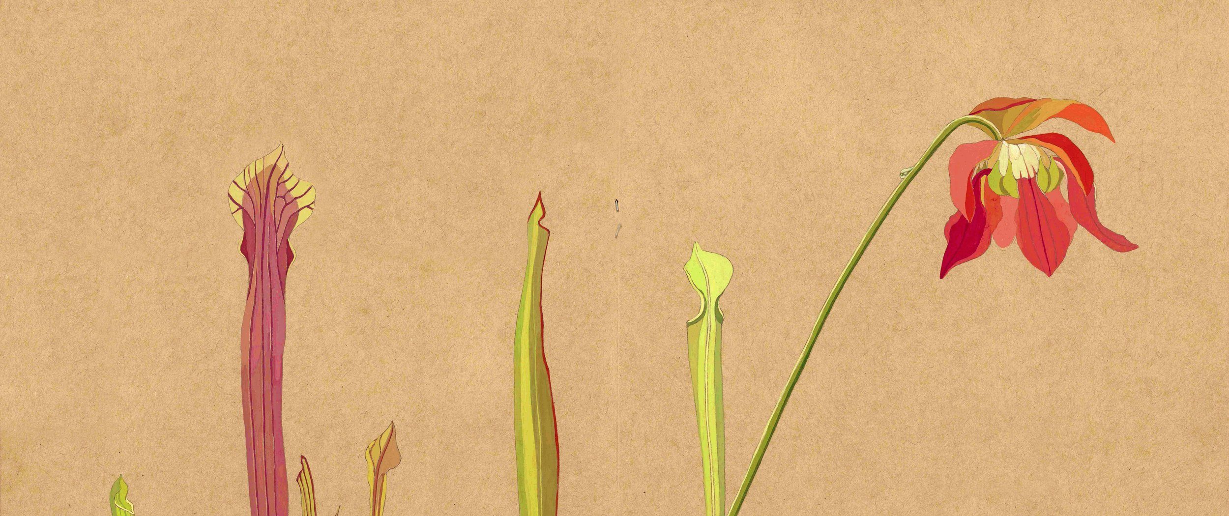 Botanisch schilderen in de Hortus met gouacheverf