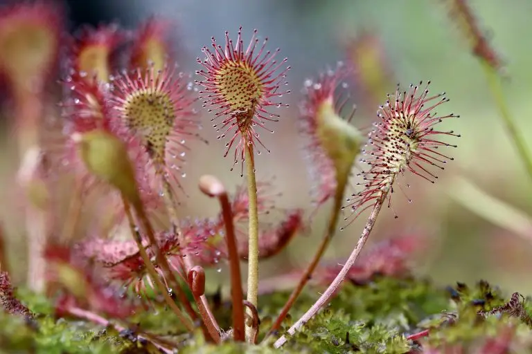Course: Plant &Climate: How do plants survive?